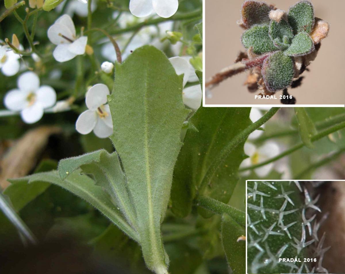 Rock-cress, Alpine leaf